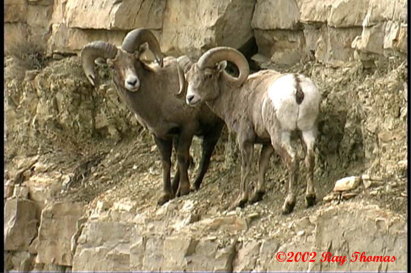 ysheep04.jpg